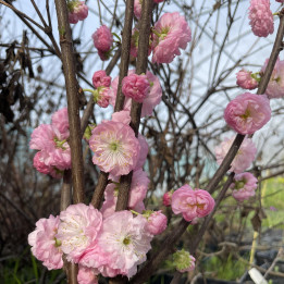 Prunus triloba