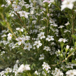 Fleurs du Diosma Pink Fountain
