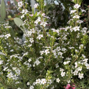 Diosma Pink Fountain en pleine floraison Diosma Pink Fountain en pleine floraison