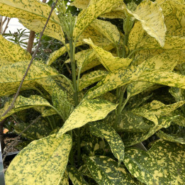 Aucuba japonica Golden King