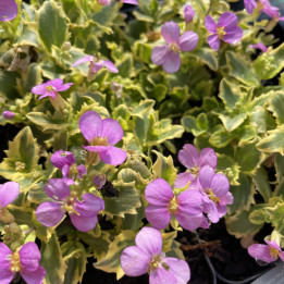Arabis Douceur Angevine