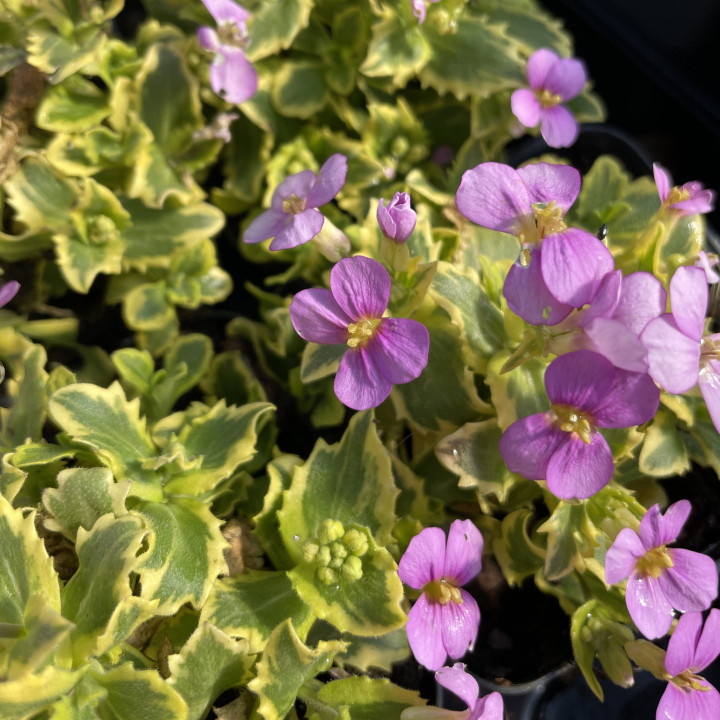 Arabis caucasica Douceur Angevine