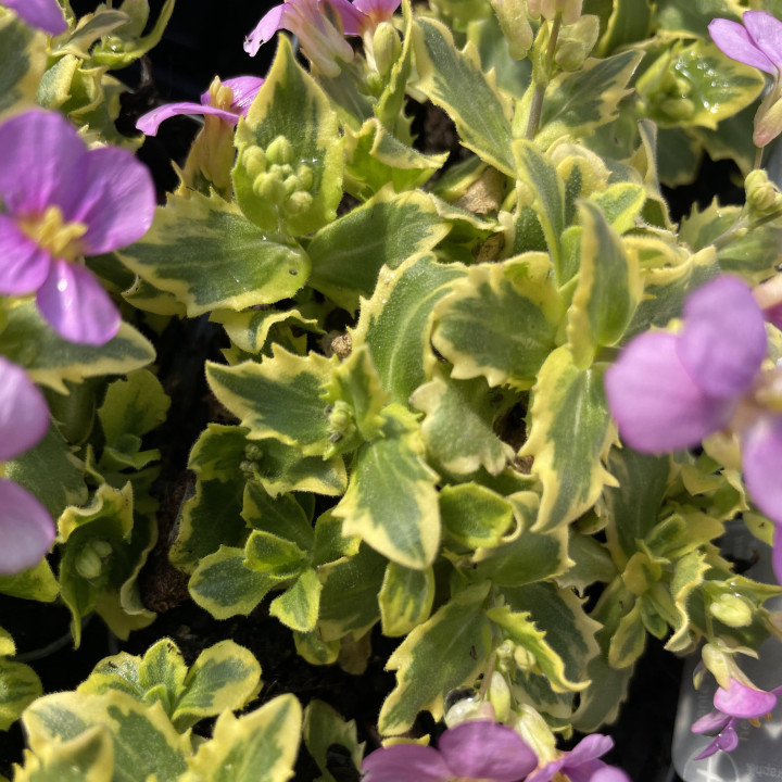 Arabis caucasica Douceur Angevine