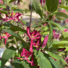 Lonicera tatarica Hack's Red