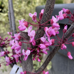 Cercis canadensis Forest Pansy