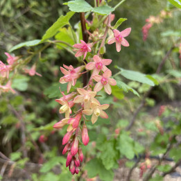 Ribes gordonianum