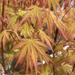 Acer palmatum Orange Dream