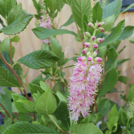 Clethra alnifolia Ruby Spice
