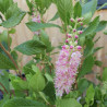Clethra alnifolia Ruby Spice