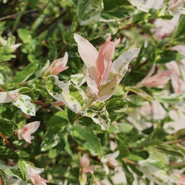 Salix Hakuro Nishiki