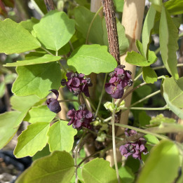 Akebia trifoliata