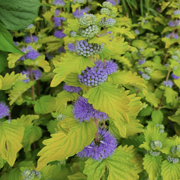 Caryopteris clandonensis Good As Gold