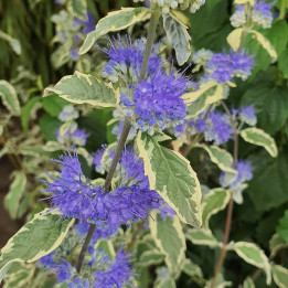 Caryopteris clandonensis White Surprise