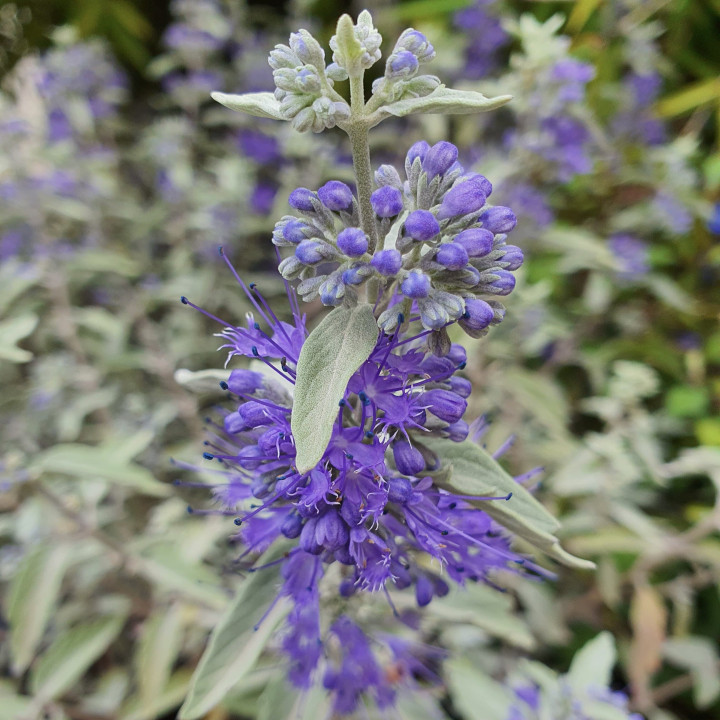 Caryopteris clandonensis Sterling Silver