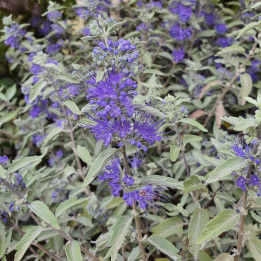 Caryopteris clandonensis Sterling Silver