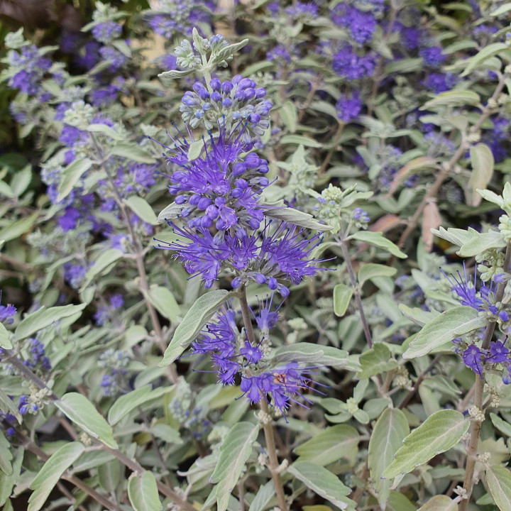 Caryopteris clandonensis Sterling Silver
