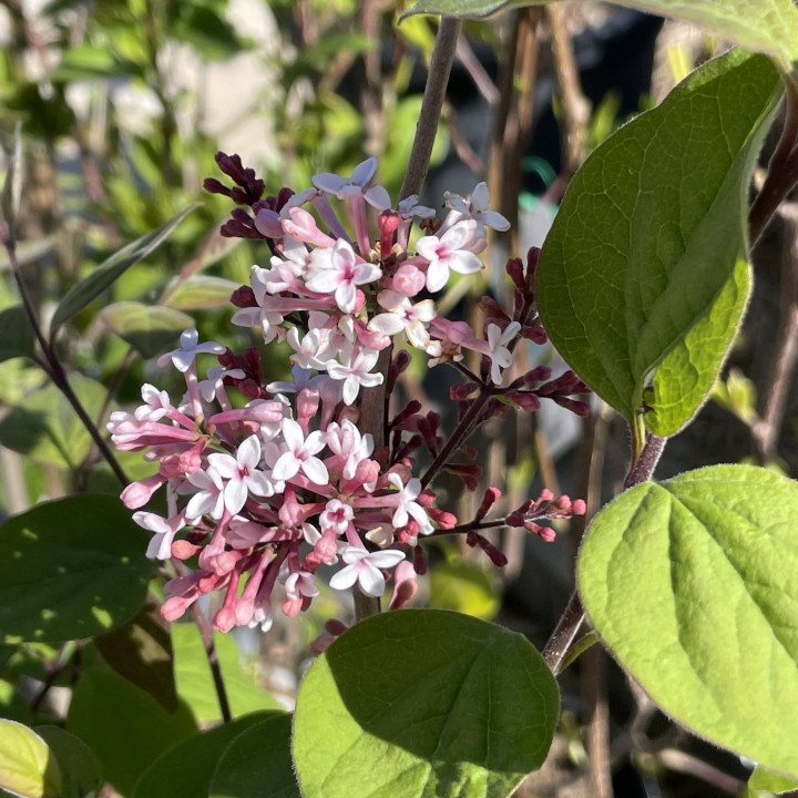 Syringa microphylla Superba