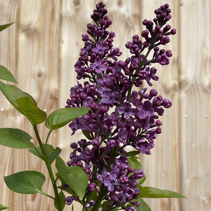 Syringa vulgaris Charles Joly