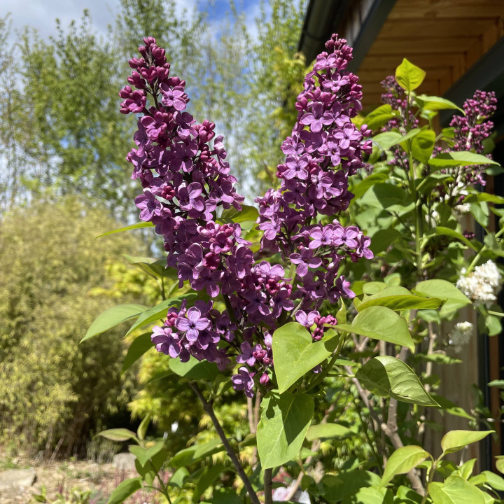 Syringa vulgaris Charles Joly