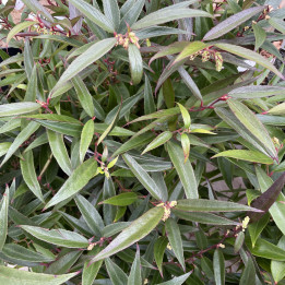 Leucothoe keiskei Burning Love