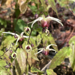 Epimedium Domino