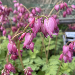 Dicentra formosa Luxuriant