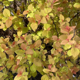 Spiraea japonica Zen'Spirit Caramel