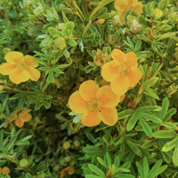 Potentilla fruticosa Hopley's Orange