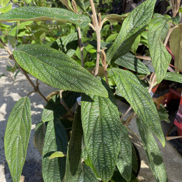 Viburnum rhytidophyllum