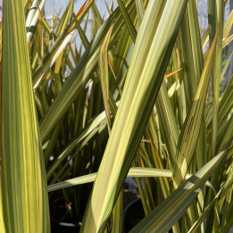 Phormium tenax Wings of Gold