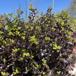 Pittosporum Tom Thumb