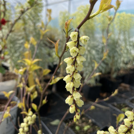Stachyurus chinensis Joy Forever