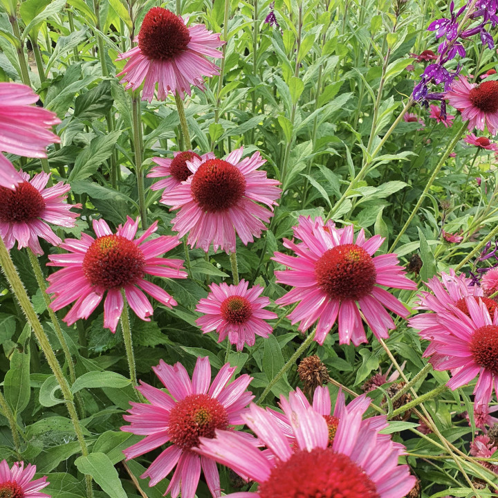 Echinacea purpurea Delicious Candy