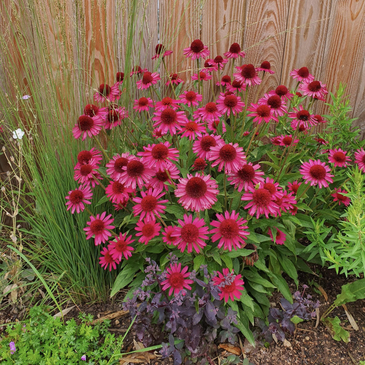Echinacea purpurea Delicious Candy dans la pépiniere le chatel des vivaces