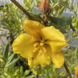 Fremontodendron californicum