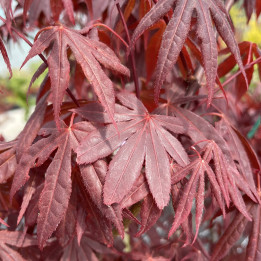 Acer palmatum Fire Glow