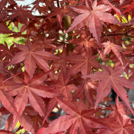 Acer palmatum Beni Maiko