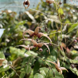 Epimedium wushanense Caramel