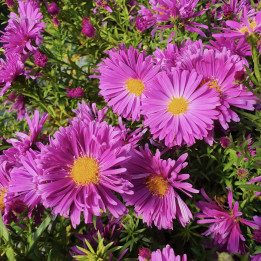 Aster dumosus Island Tonga