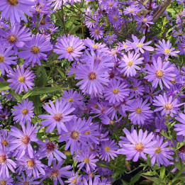 Aster oblongifolius October Skies