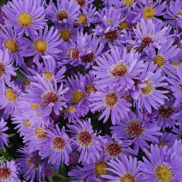 Aster dumosus Wood's Purple