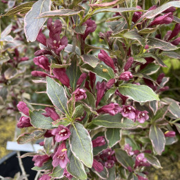 Weigela All Summer Monet