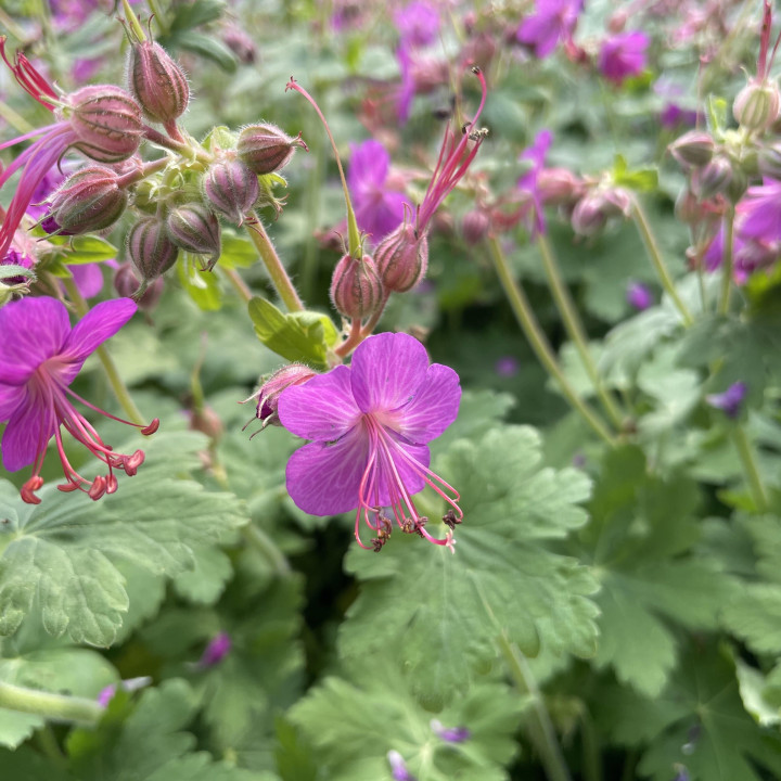 Geranium macrorrhizum | Géranium vivaces | Le châtel des vivaces