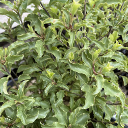 Pittosporum tenuifolium Penmarc'h
