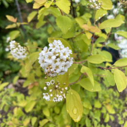 Spiraea vanhouttei Gold Fountain