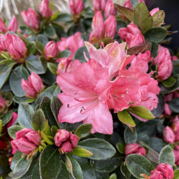 Azalée japonaise Blaauw's Pink