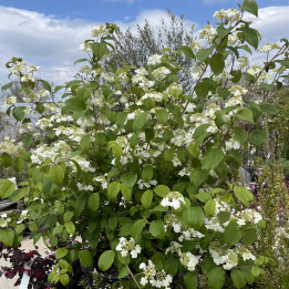 Viburnum plicatum Shasta