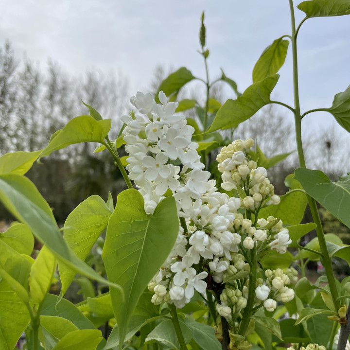Syringa vulgaris Mme Lemoine