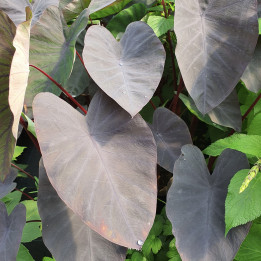 Colocasia esculenta Black Magic