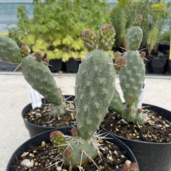 Opuntia polyacantha Peter Pan
